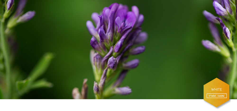 Alfalfa Blosssoms