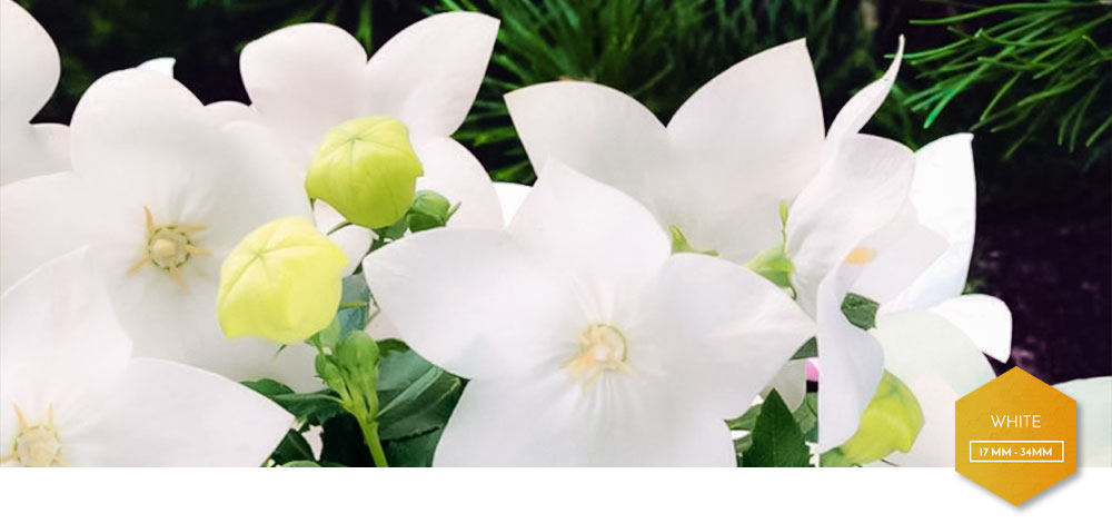 a close up of campanita's white flowers