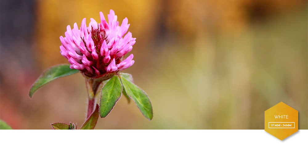 Clover flower, with White hue