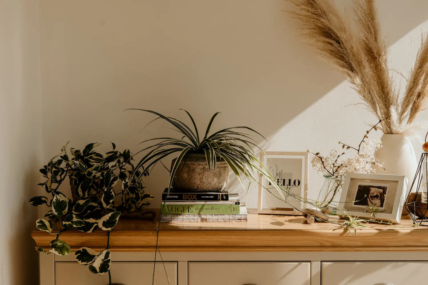 Transform your interior space with pampas grass