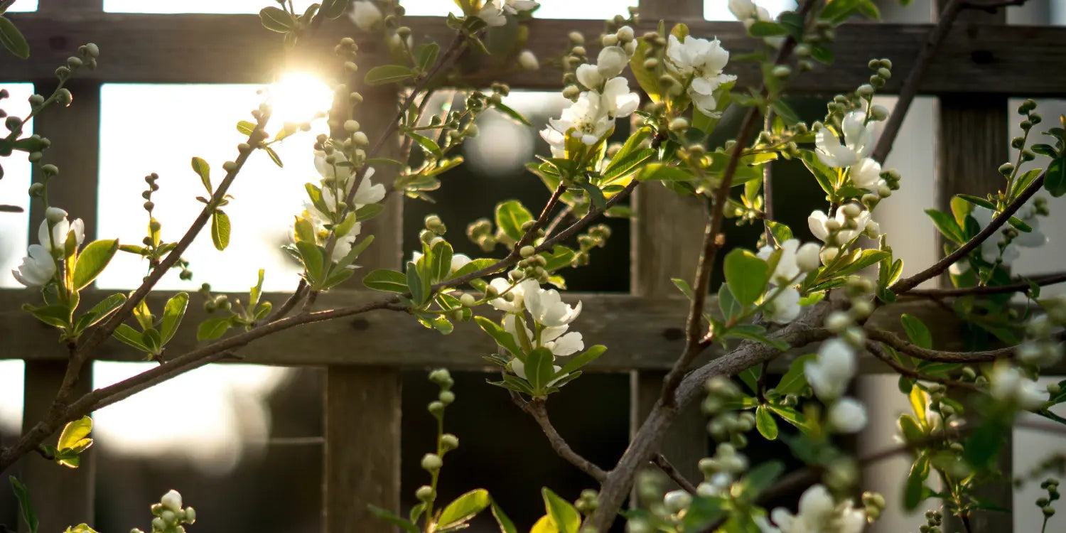 Fence Trellis Decoration