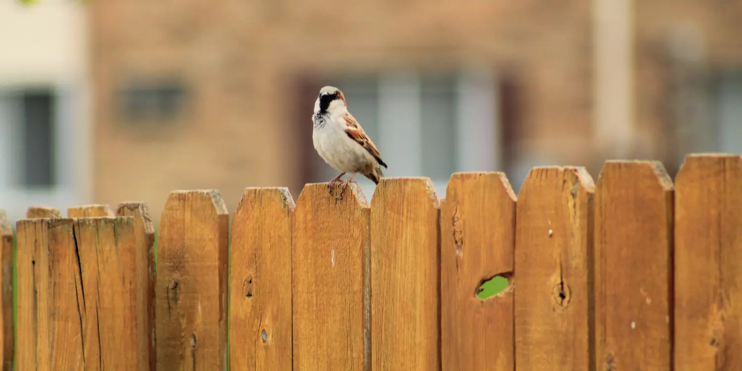 Maximum height of a garden fence