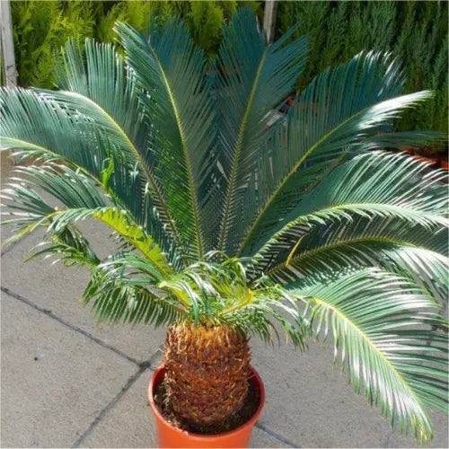 Giant Cycad King Sago Palm Tree Specimen