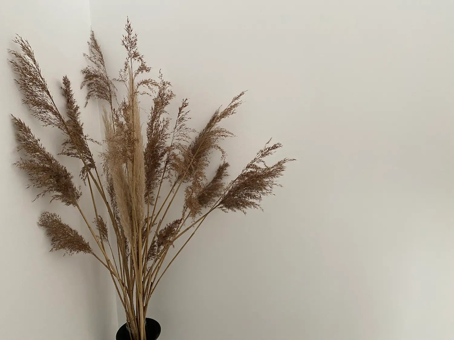 Home decorating with Pampas Grass