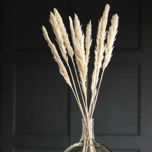 Rockett St George Short Natural Pampas Grass Bunch