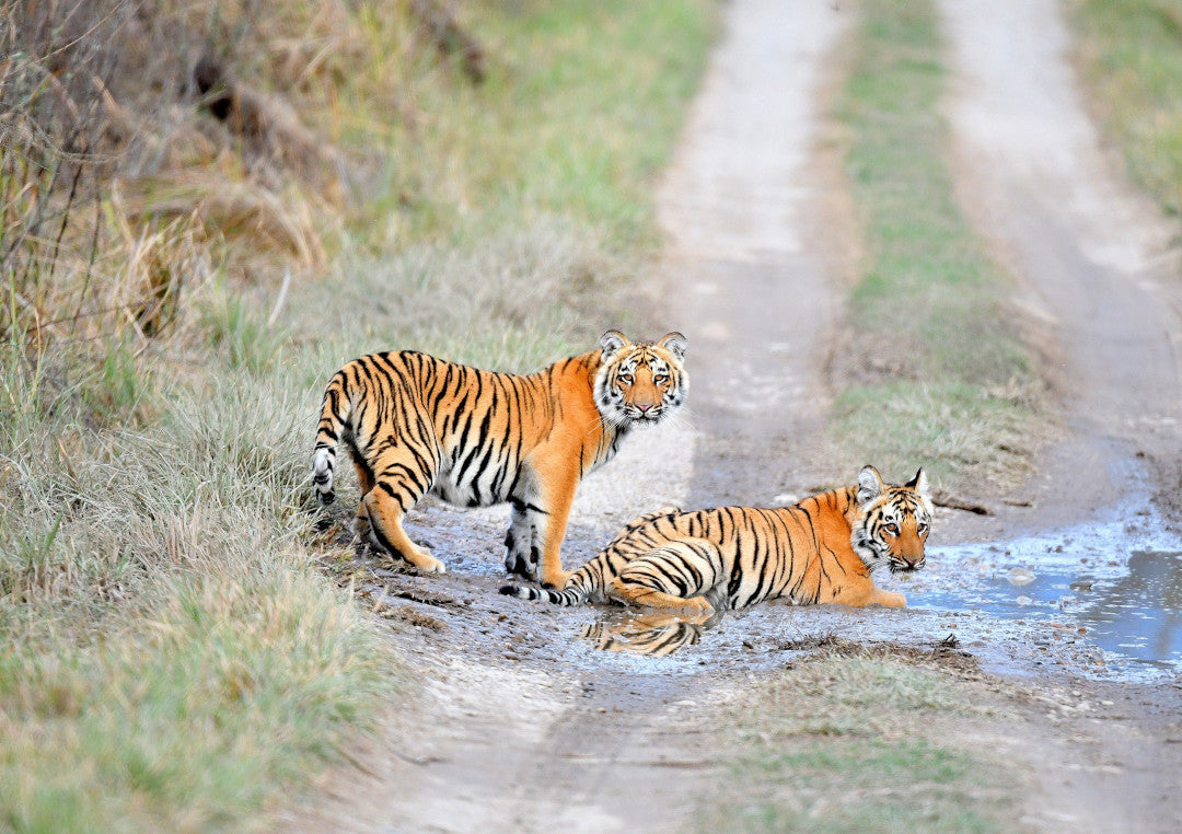 Safari tigres