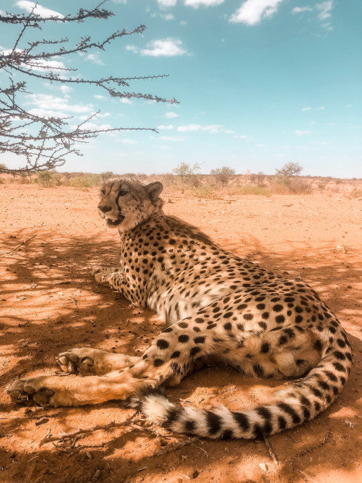 Safari guépard