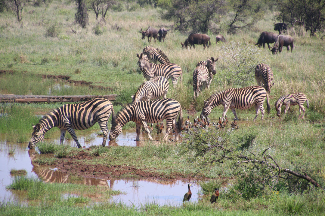 Safari zèbres