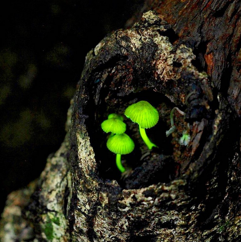 Go With the Glow: Bioluminescent Mushrooms and Their Role in Saving Japan&#39;s Forests