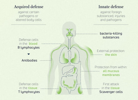 The function of the cell in the immune system.