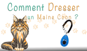 Comment Dresser Un Maine Coon Mon Jeu Pour Chat