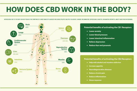 cbd infographic nirvana naturals