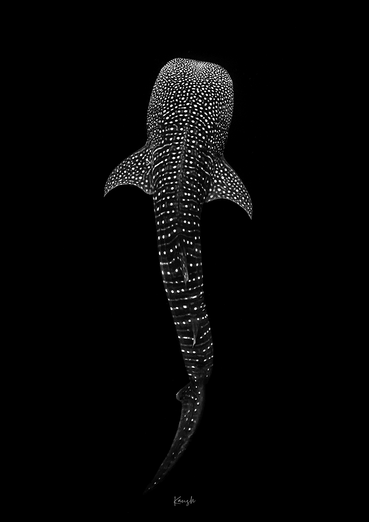 Black and White Whale Shark Fine Art