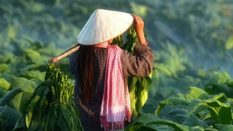 Tobacco cultivation in China