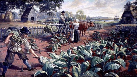 Early tobacco growing in Europe