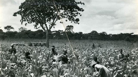Cultivating tobacco in Brazil
