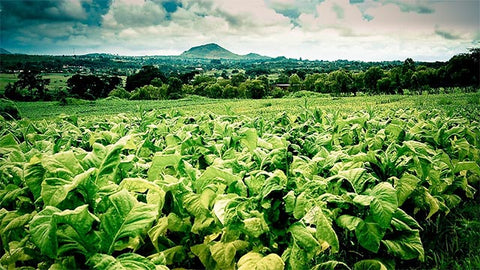 African tobacco plantation