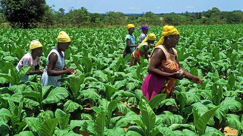 Zimbabwe tobacco fields are usually less than two hectares.