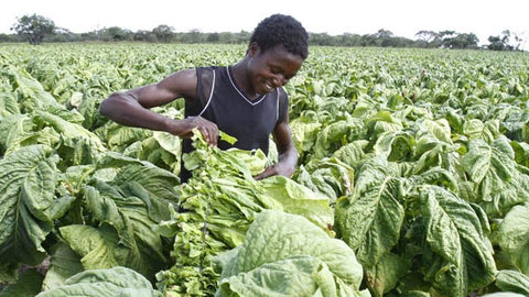 Zimbabwe tobacco farmers