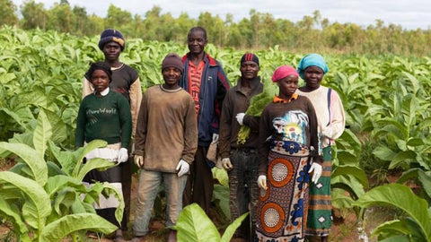 Tobacco farming in Malawi