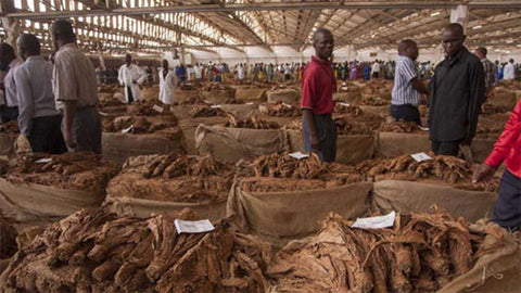 Malawi tobacco market