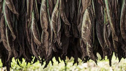 Quality Tanzania tobacco being dried