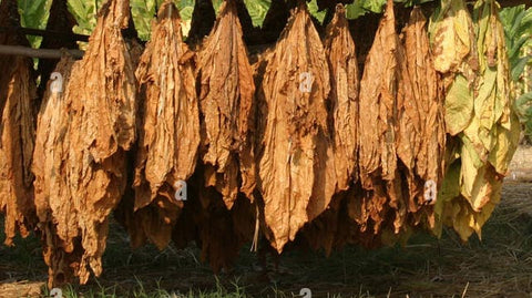 Indian tobacco drying shed