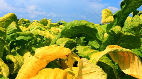 Polish tobacco leaves