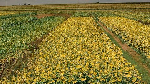 Polish tobacco fields