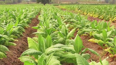 Tobacco fields of South Africa