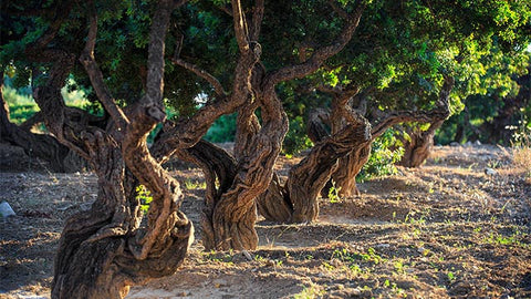 Mastic Tree of Chios