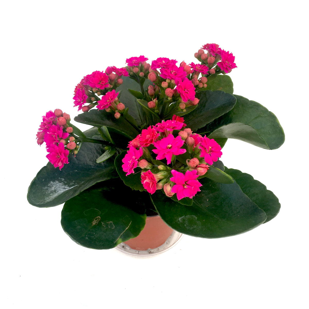 Kalanchoe calandiva 'Purple' – Vern Goers Greenhouse