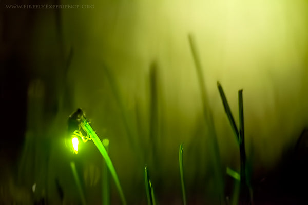 Firefly Experience by Radim Schreiber - Firefly Photography