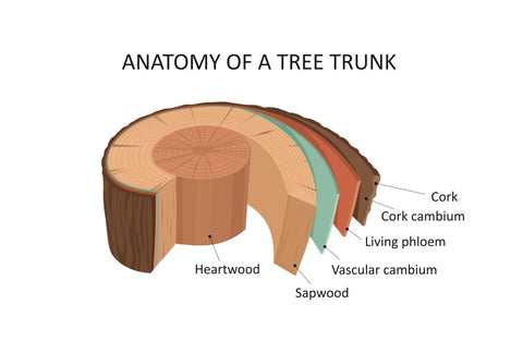 Anatomy of a tree trunk | Beyond the House