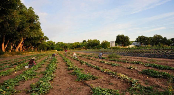 The fields of Los Poblanos Inn