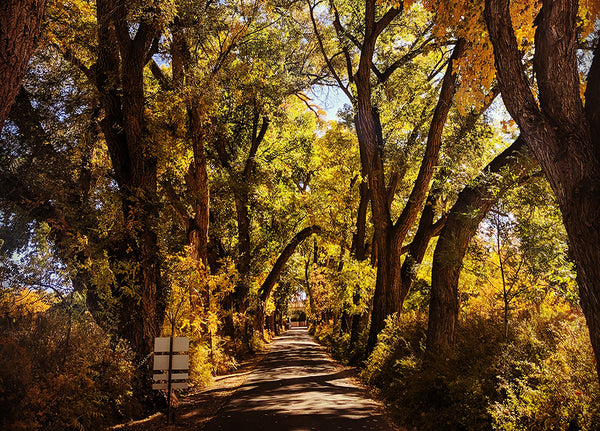 Fall foliage down Los Poblanos's driveway