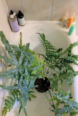 blue star fern houseplant in bathtub