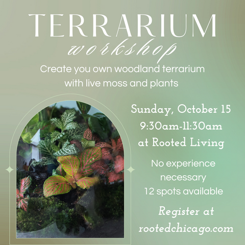 Woodland Terrarium Community Workshop Graphic at Rooted Living Chicago