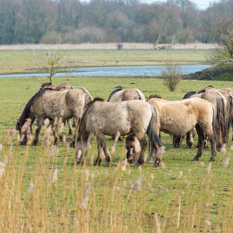 Natuurgebied Asseltse Plassen