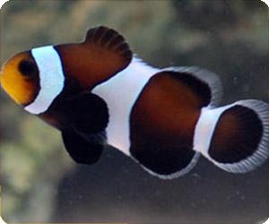 black and white clownfish