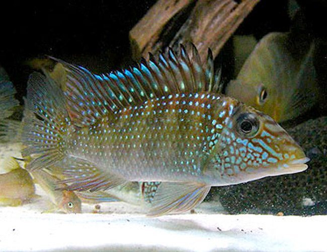 green horseface cichlid