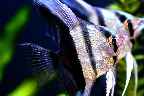 half black angelfish freshwater