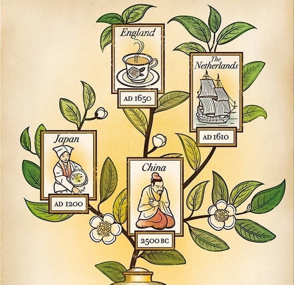 Origin of Tea