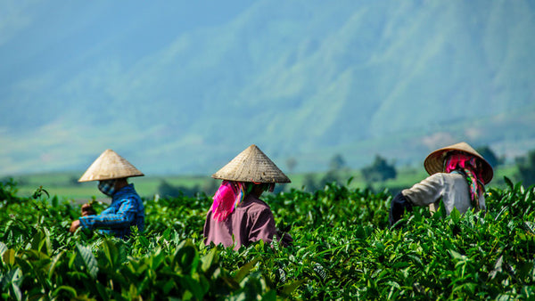 Vietnam's Tea Industry