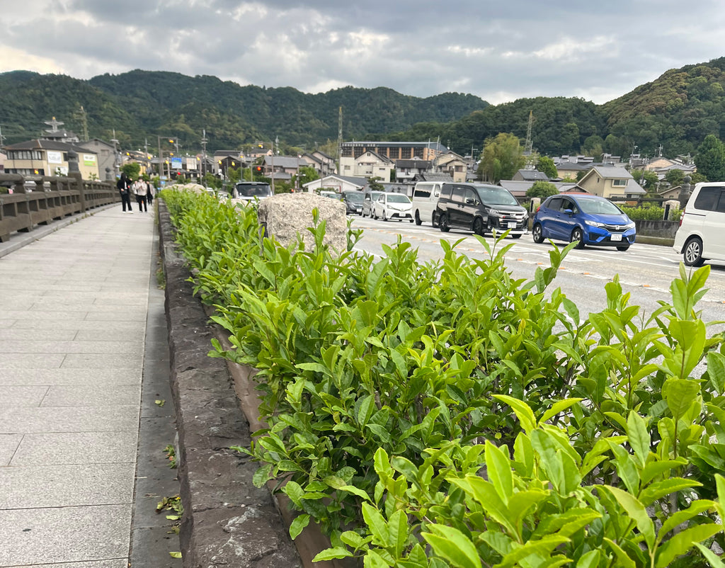 Uji Bridge Tea Plants