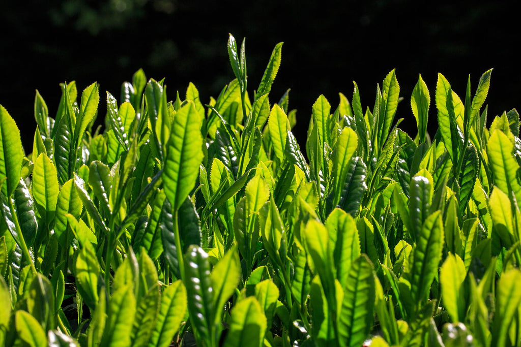 green tea leaves