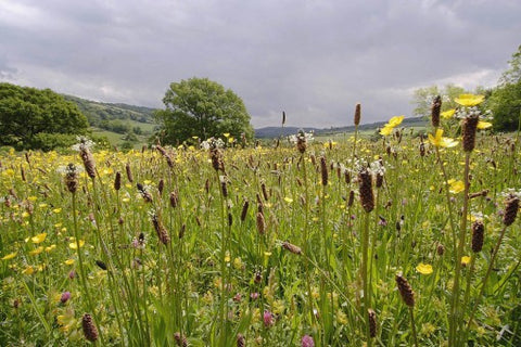 Image of Ribwort plantain plants in meadow