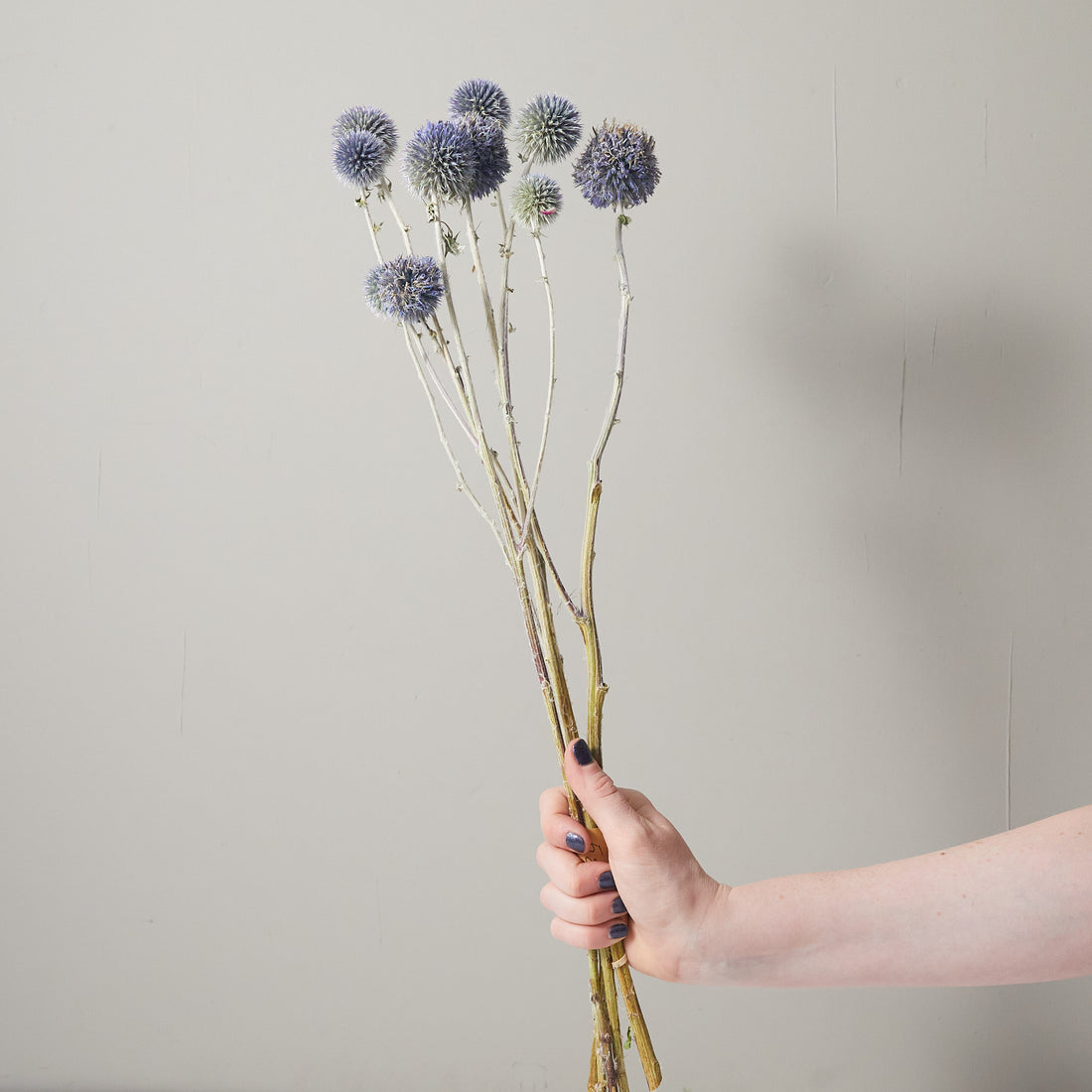 Statice, Blue bunch, approx. 75cm tall dried flowers UK grown