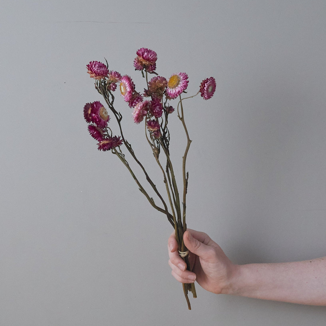 Pink Dried Flower Bunch, Acroclinium Pink, Straw Flowers Bouquet, Preserved  Helipterum, Dried Paper Daisies, Roseum Flower, Wedding Decor 