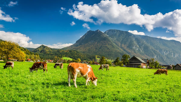 cows on hill